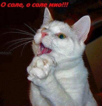 Graphics: singing cat